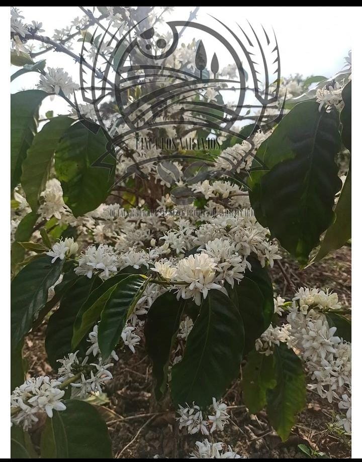 Plantación de café Los Naranjos Villanueva en Mérida, Venezuela con flores blancas en arbusto de altura 1750 msnm.