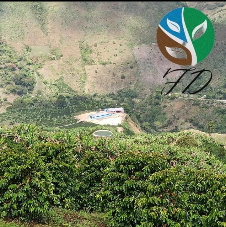 Finca Los Naranjos en Mérida, Venezuela con cafetales Villanueva a 1750 msnm, cultivo bajo sombra y secado al sol.