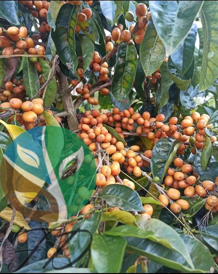 Frutos maduros de café variedad Villanueva en finca Los Naranjos, Mérida, Venezuela, cultivados a 1750 msnm bajo sombra y proceso lavado.