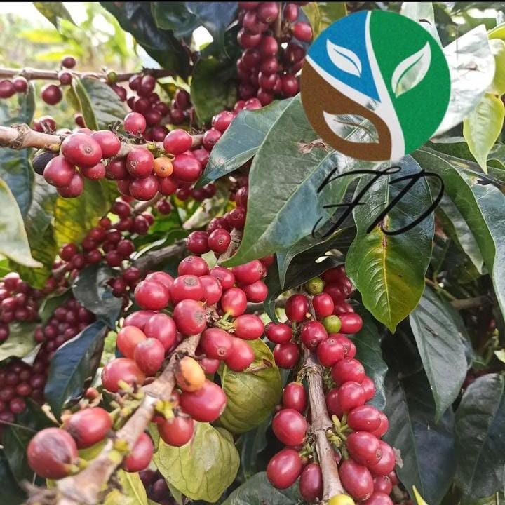 Bayas rojas de café Villanueva en finca Los Naranjos, Mérida, Venezuela, cultivadas a 1750 msnm y procesadas por lavado.