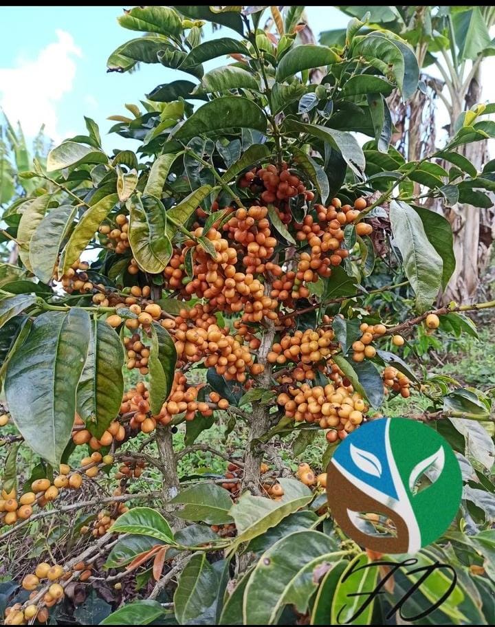 Planta de café Los Naranjos Villanueva con frutos maduros de color naranja en plantación de Mérida, Venezuela.