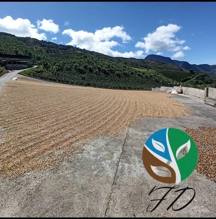 Secado de granos de café Los Naranjos Villanueva en mesa al aire libre en Mérida, Venezuela con paisaje montañoso y cielo azul