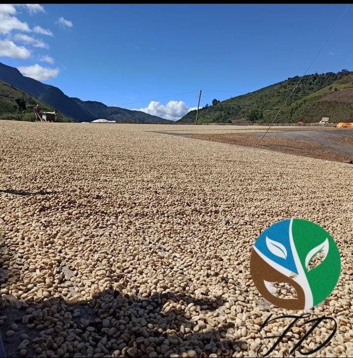 Granos de café Los Naranjos Villanueva secándose al sol en Mérida, Venezuela, con cielo azul y montañas de fondo