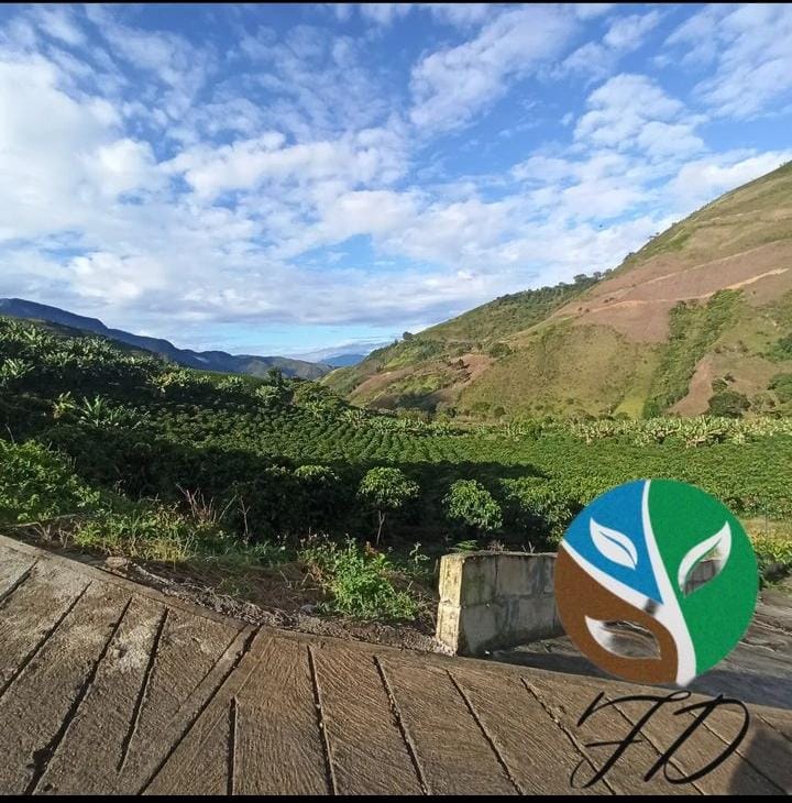 Paisaje de finca Los Naranjos en Mérida Venezuela con cultivo de café Villanueva a 1750 msnm bajo cielo azul con nubes y montañas al fondo