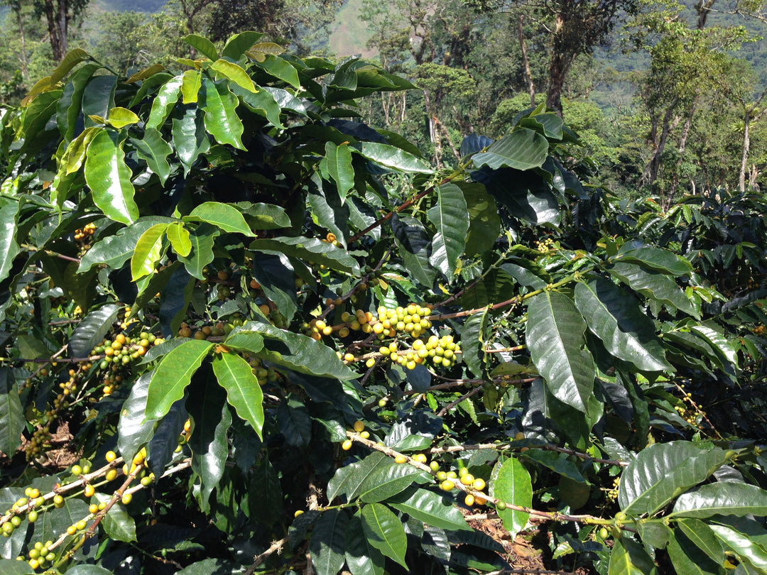 Cultivo de café Blend Mérida con frutos verdes en altitud de 1300 a 1700 msnm en El Triángulo de Mocoties.