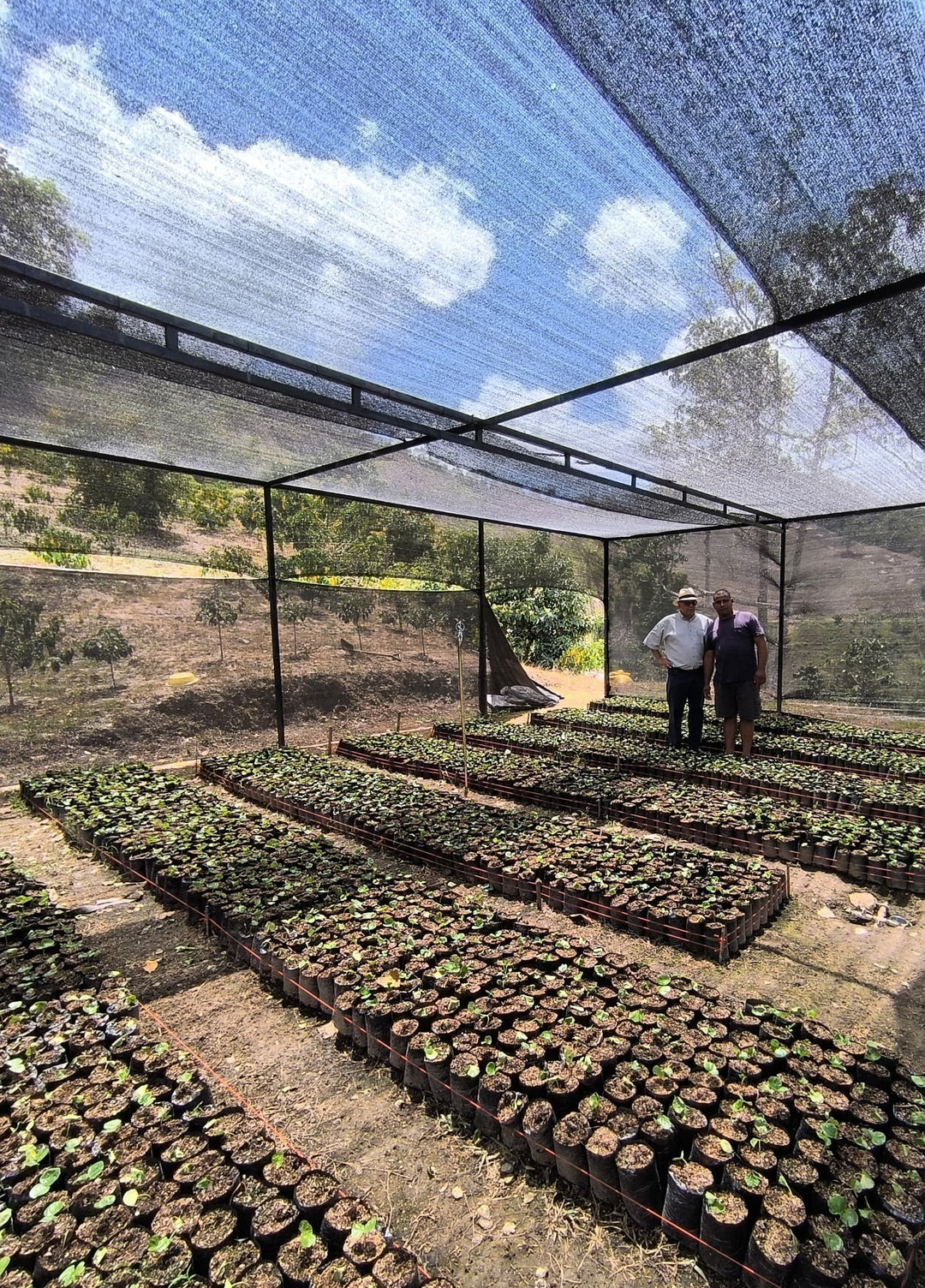 Plántulas de café Pink Bourbon bajo sombra en finca Agua Fría en Miranda, Venezuela.